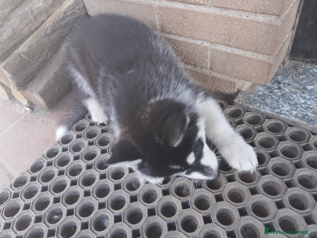 Husky cani in vendita: Cucciolo di siberian husky  - Annuncio 4