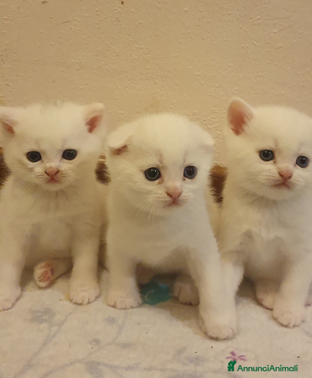 British gatti in vendita: Bellissimi cuccioli  - Annuncio 2