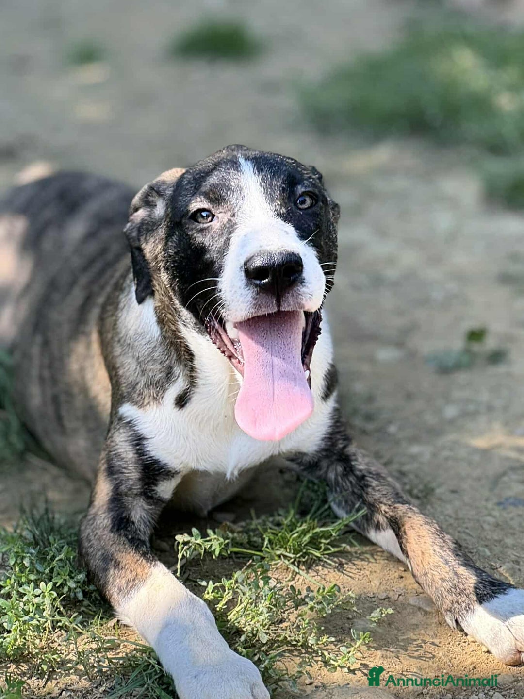 Dogo Argentino cani in regalo: BORIA & BALINA, cucciole mix DOGO ARGENTINO!  - Annuncio 4