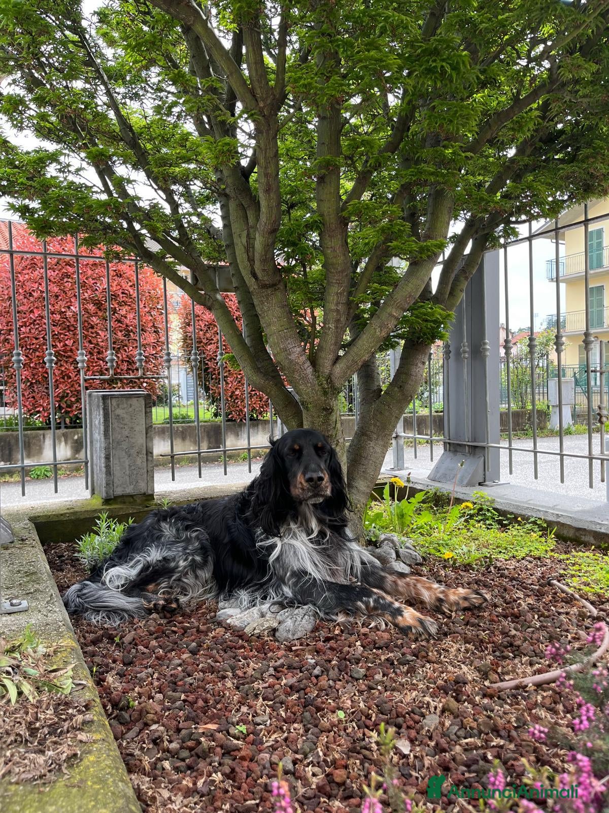 Setter Inglese cani in vendita: 2 cucciolini maschi di Setter Inglese con Pedigree - Annuncio 9