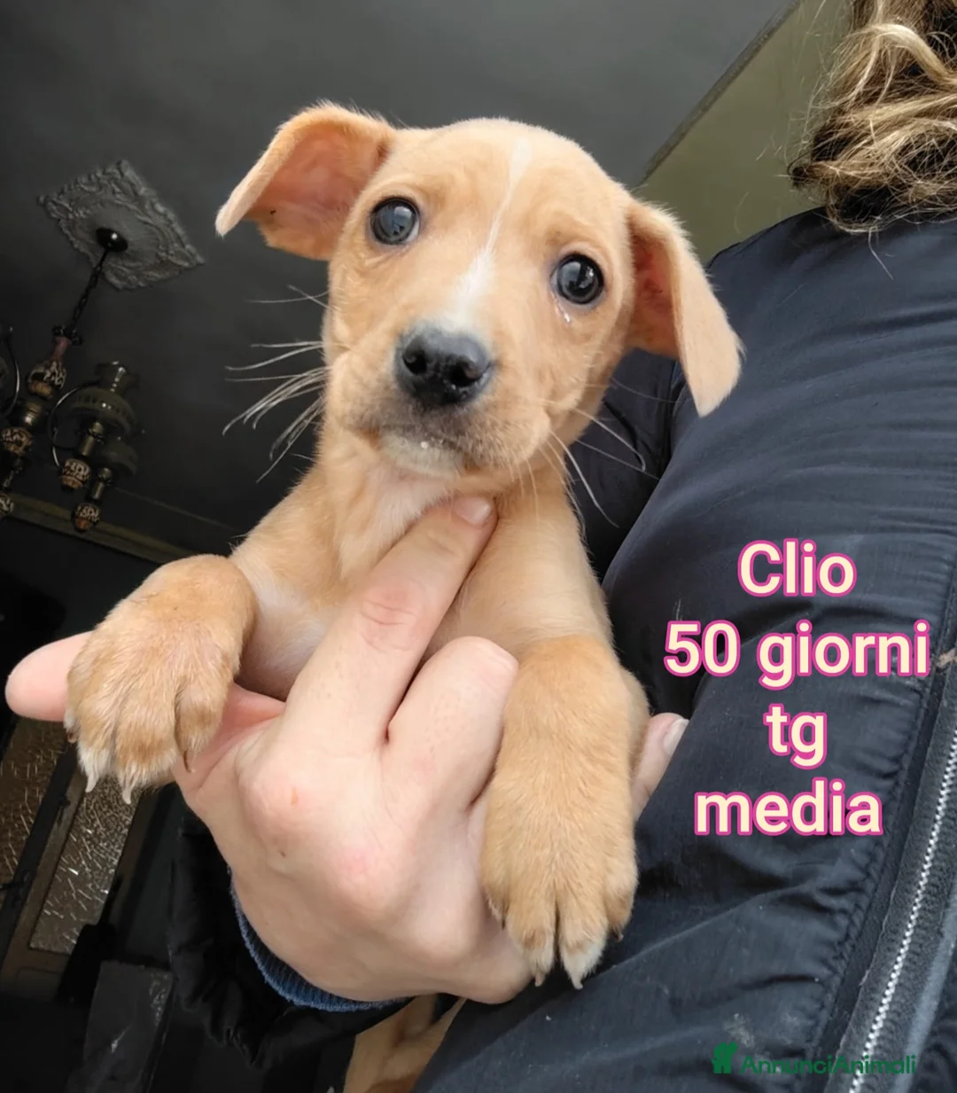 Meticcio cani in regalo: CUCCIOLI BISOGNOSI: URGENTE!!! - Annuncio 4