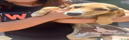 Meticcio cani in regalo: Lilly tenera cucciola taglia medio piccola  - Annuncio 3