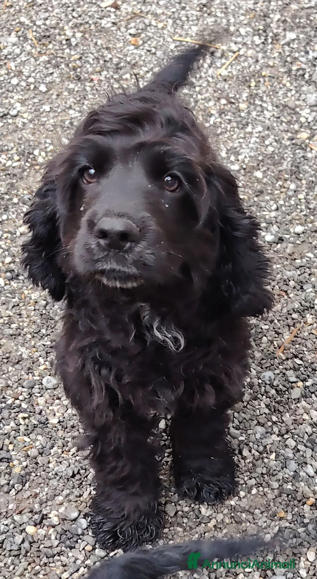 Meticcio cani in vendita: Coker spaniel  a Provincia di Bergamo - Annuncio 1