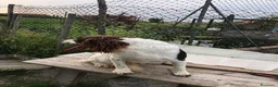 Meticcio cani in regalo: LUCIO timido ma anche dolce - Annuncio 6