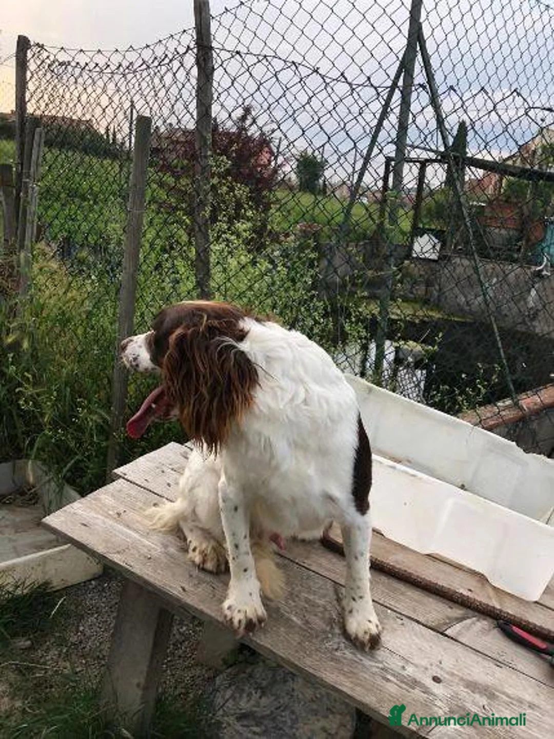 Meticcio cani in regalo: LUCIO timido ma anche dolce - Annuncio 6
