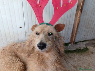 Meticcio cani IL TENERO E SFORTUNATO JERRY - Annuncio 3