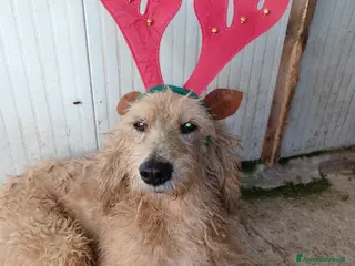 Meticcio cani IL TENERO E SFORTUNATO JERRY - Annuncio 35