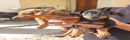 Pinscher Tedesco cani in vendita: Cuccioli pinscher nano  a Provincia di Perugia - Annuncio 3