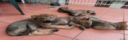 Lupo Cecoslovacco cani in vendita: Cane lupo cecoslovacco  a Città Metropolitana di Bologna - Annuncio 4