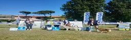 Shiba Inu cani in vendita: Cuccioli di shiba inu - 3 femminucce - - Annuncio 8