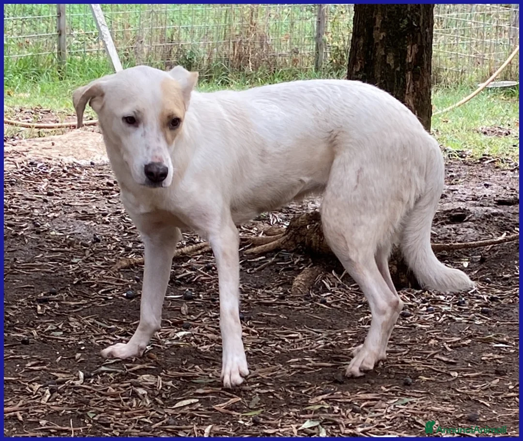 Meticcio cani in regalo: CALU' TENERA CAGNOLINA 2 ANNI,SALVATA DALLA GABBIA - Annuncio 12