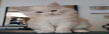 Maine Coon Gattino 3