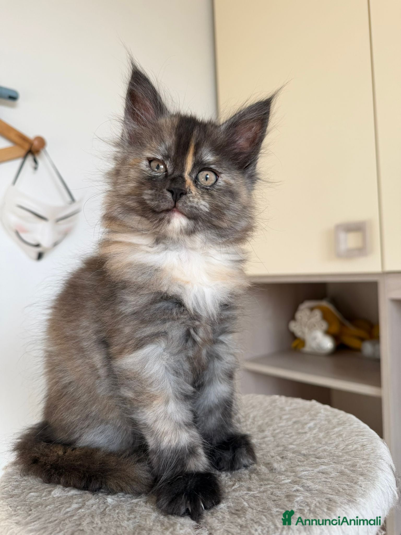 Maine Coon gatti Dolce cucciola maine coon pedigree black Tortie - Annuncio 1