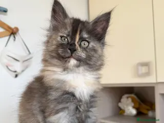 Maine Coon gatti Dolce cucciola maine coon pedigree black Tortie - Annuncio 4