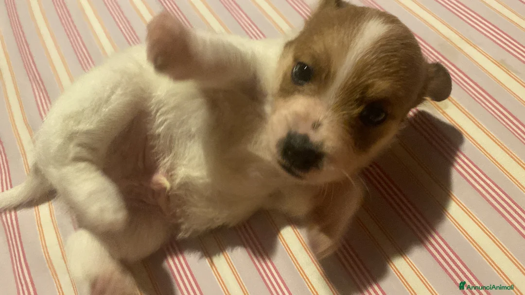 Jack Russell cani in vendita: Jack Russell terrier cucciolo 2 mesi pelo ruvido  - Annuncio 9