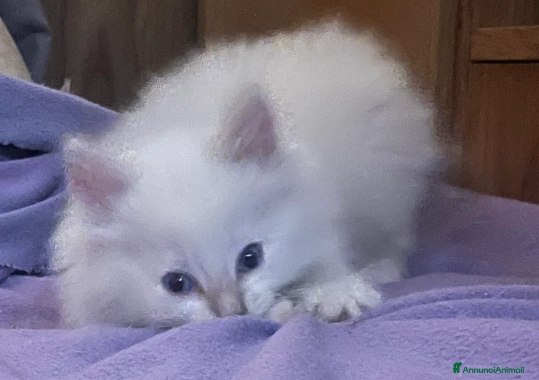 Ragdoll gatti in vendita: Ragdoll cucciola con pedigree  - Annuncio 1