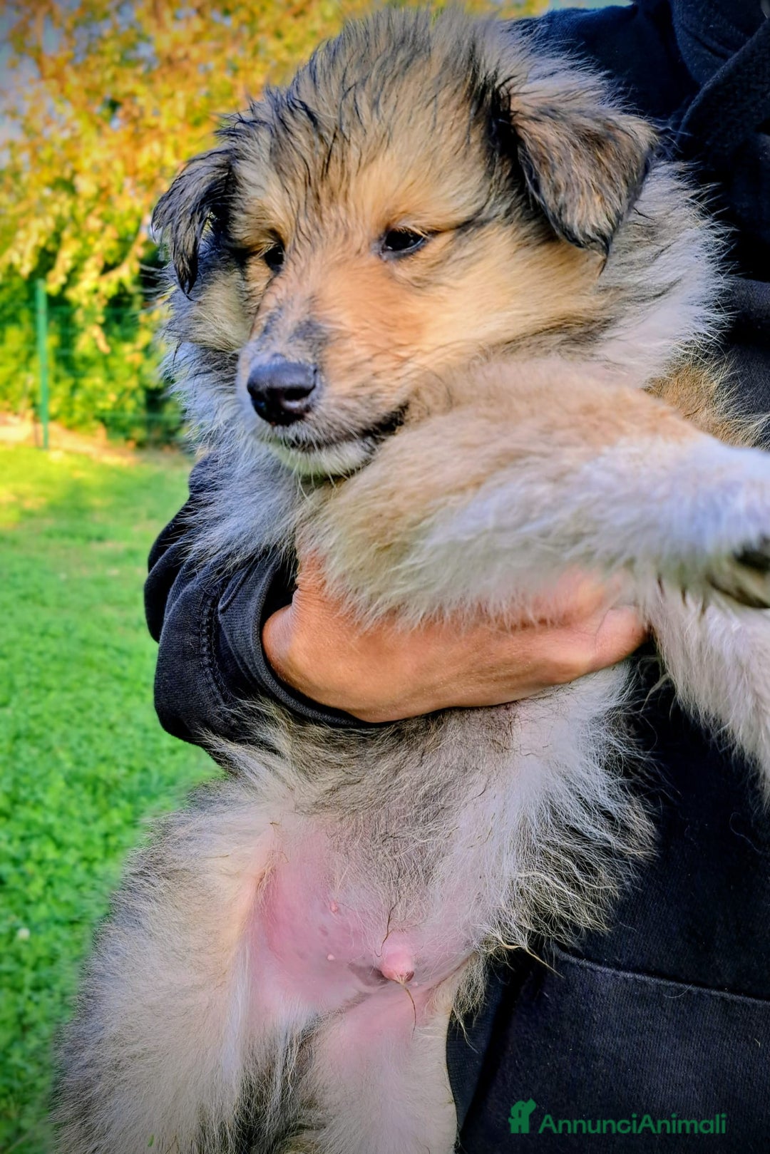 Collie cani in vendita: Cuccioli di collie fulvi - Annuncio 6