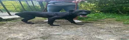 Meticcio cani in regalo: ORSA giovane e socievole - Annuncio 1