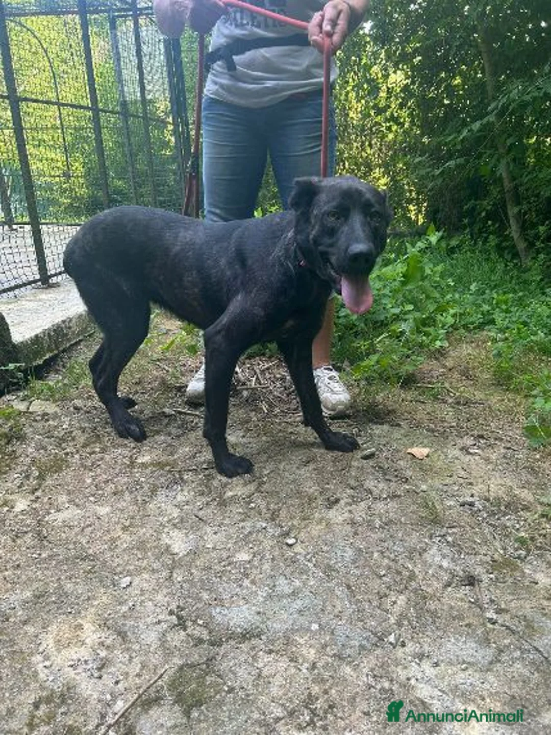 Meticcio cani in regalo: ORSA giovane e socievole - Annuncio 1