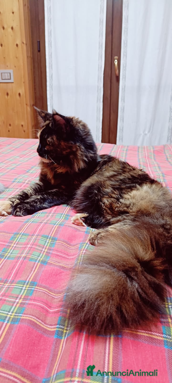 Maine Coon gatti Cucciola Maine Coon pedigree ANFI  - Annuncio 7
