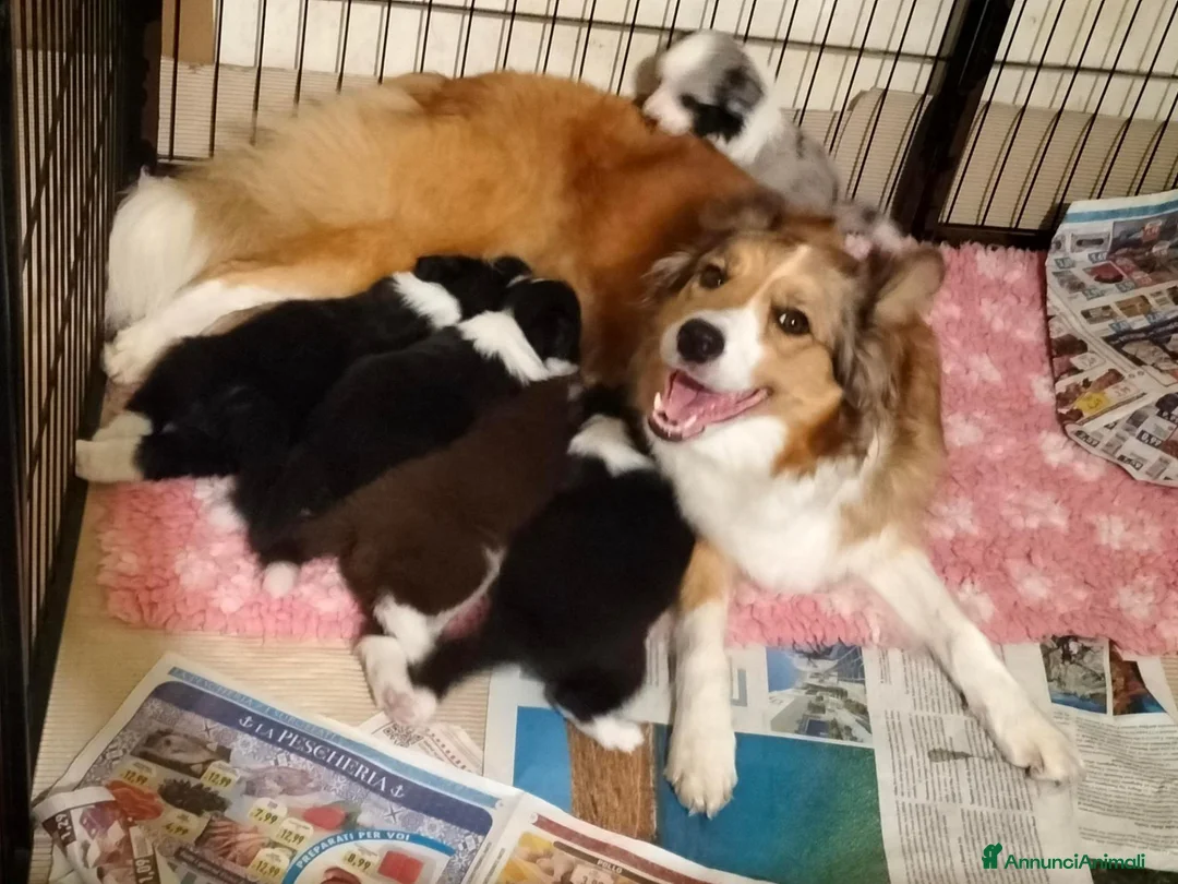 Border Collie cani in vendita: Bellissimi Cuccioli Selezionati - Annuncio 2