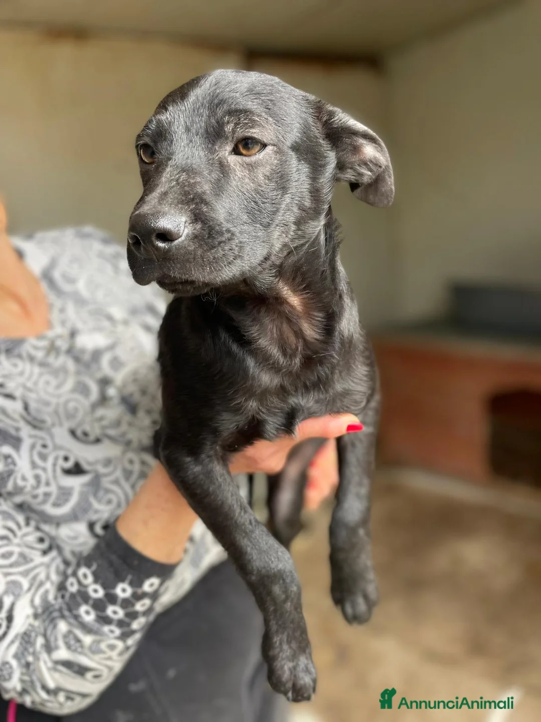 Meticcio cani in regalo: IL TENERO THEDORE a Provincia di Bergamo - Annuncio 1