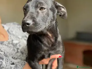 Meticcio cani IL TENERO THEDORE a Provincia di Bergamo - Annuncio 41