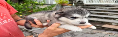 Alaskan Malamute 2