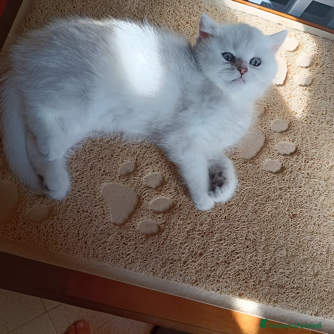 British gatti in vendita: Mirtilla cerca a casa  - Annuncio 2
