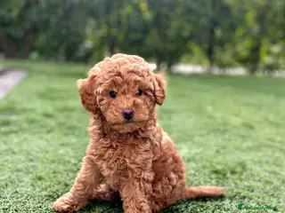 Barboncino Toy cani Barboncino toy - Annuncio 1