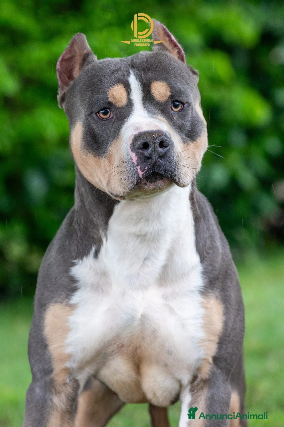 Pitbull cani in vendita: Cuccioli American Pit Bull anche a rate - Annuncio 5