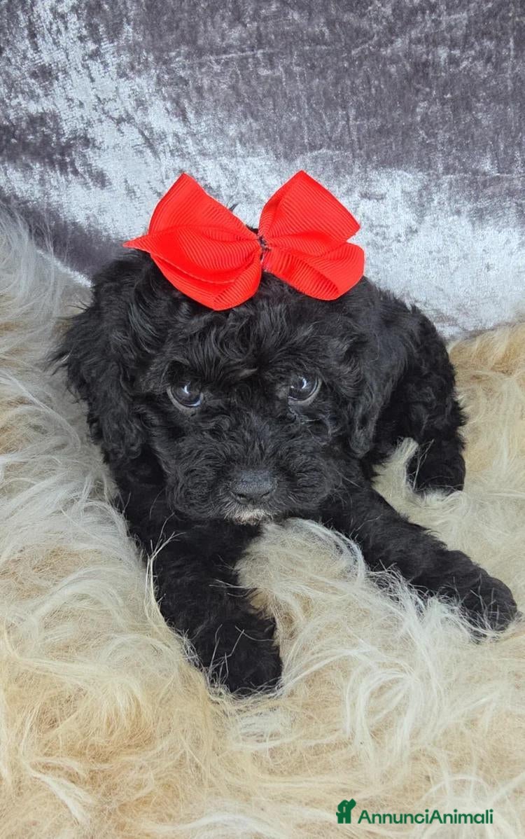 Cavapoo cani Cuccioli di F1 Cavapoo - Annuncio 1