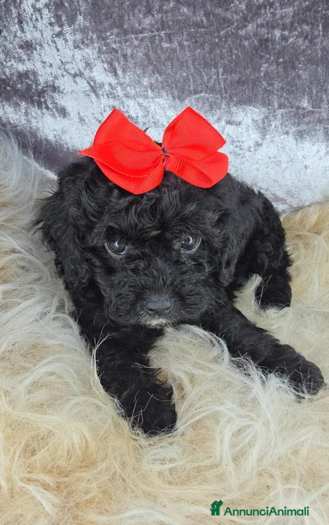 Cavapoo cani in vendita: Cuccioli di F1 Cavapoo a Città metropolitana di Roma Capitale - Annuncio 1