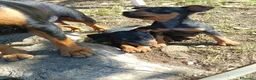 Pinscher Miniatura cani in vendita: Pinscher Nano Femmine - Annuncio 11