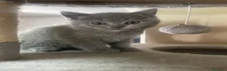 Scottish gatti in vendita: Scotish fold straight  a Città Metropolitana di Venezia - Annuncio 2