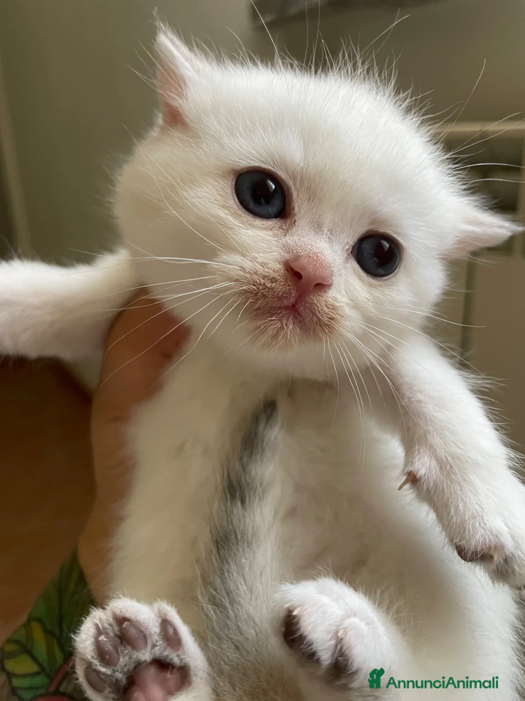 British gatti in vendita: BRITISH SHORTHAIR  - Annuncio 7