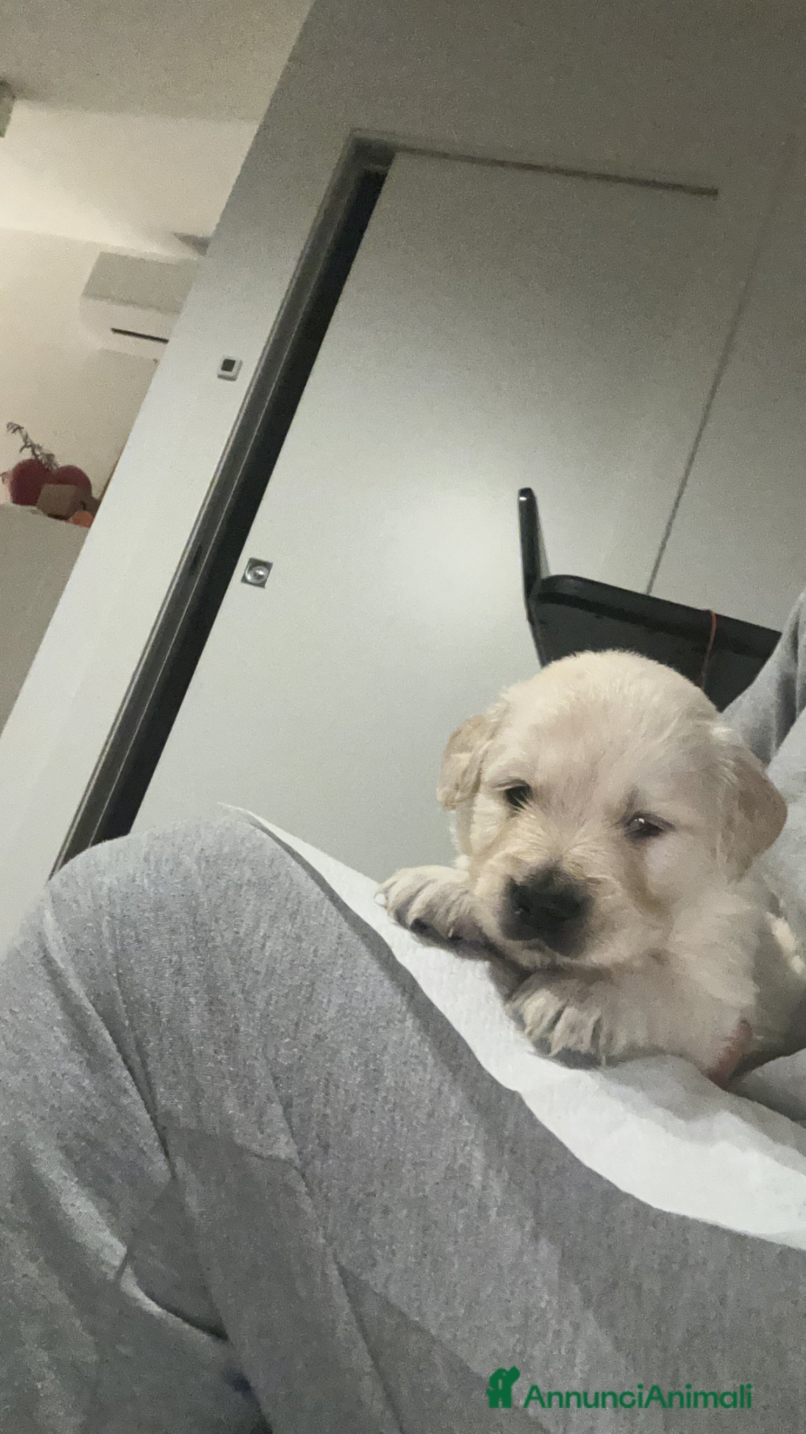 Golden Retriever Cucciolo 3