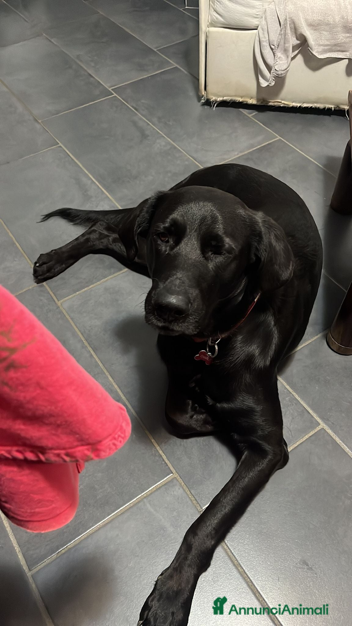 Meticcio cani CAGNOLINI TAGLIA GRANDE - Annuncio 3