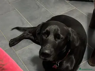 Meticcio cani CAGNOLINI TAGLIA GRANDE - Annuncio 3