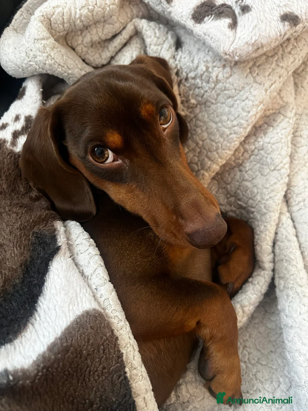 Bassotto cani per accoppiamento: Lui cerca lei a Provincia di Treviso - Annuncio 2