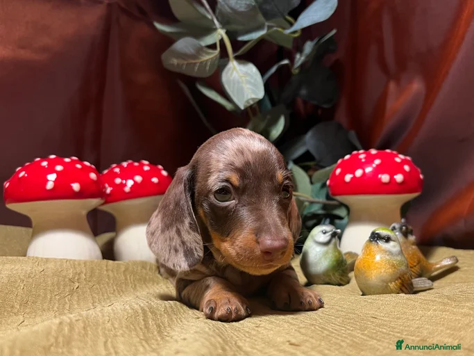 Immagine della galleria {{count}}