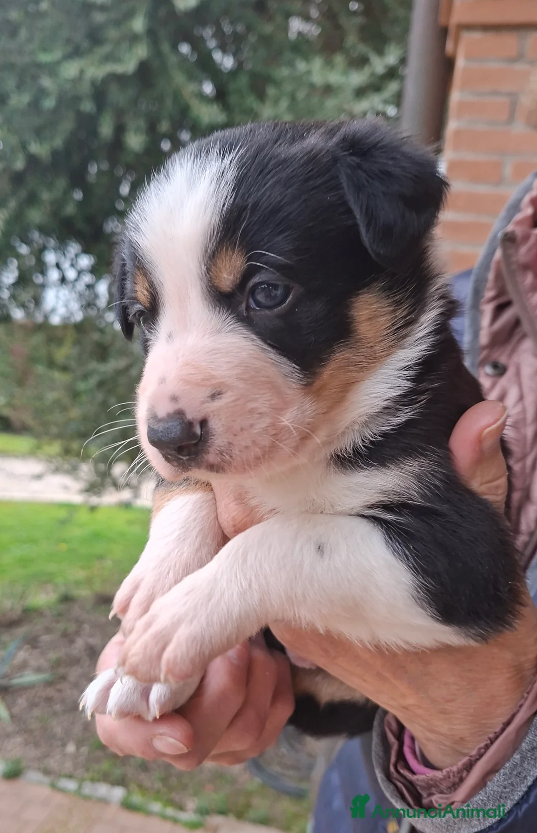 Border Collie cani in vendita: Cuccioli di border collie a Provincia di Padova - Annuncio 9