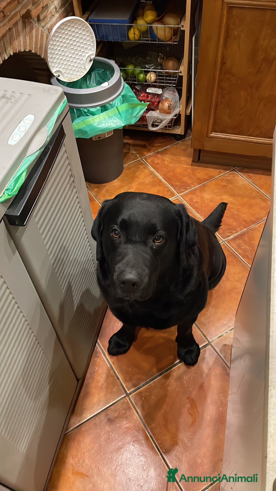 Labrador cani blu cerca fidanzata (non vogliamo soldi) - Annuncio 1