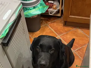 Labrador cani blu cerca fidanzata (non vogliamo soldi) - Annuncio 1