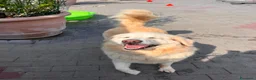 Meticcio cani in regalo: SALOMONE MAREMMANO - Annuncio 7