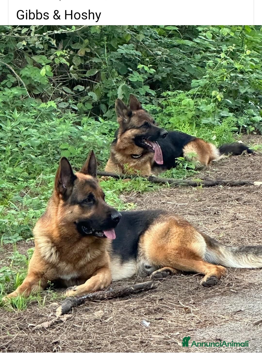 Pastore Tedesco cani in vendita: Vendita Cuccioli di Pastore Tedesco con Pedigree  - Annuncio 2