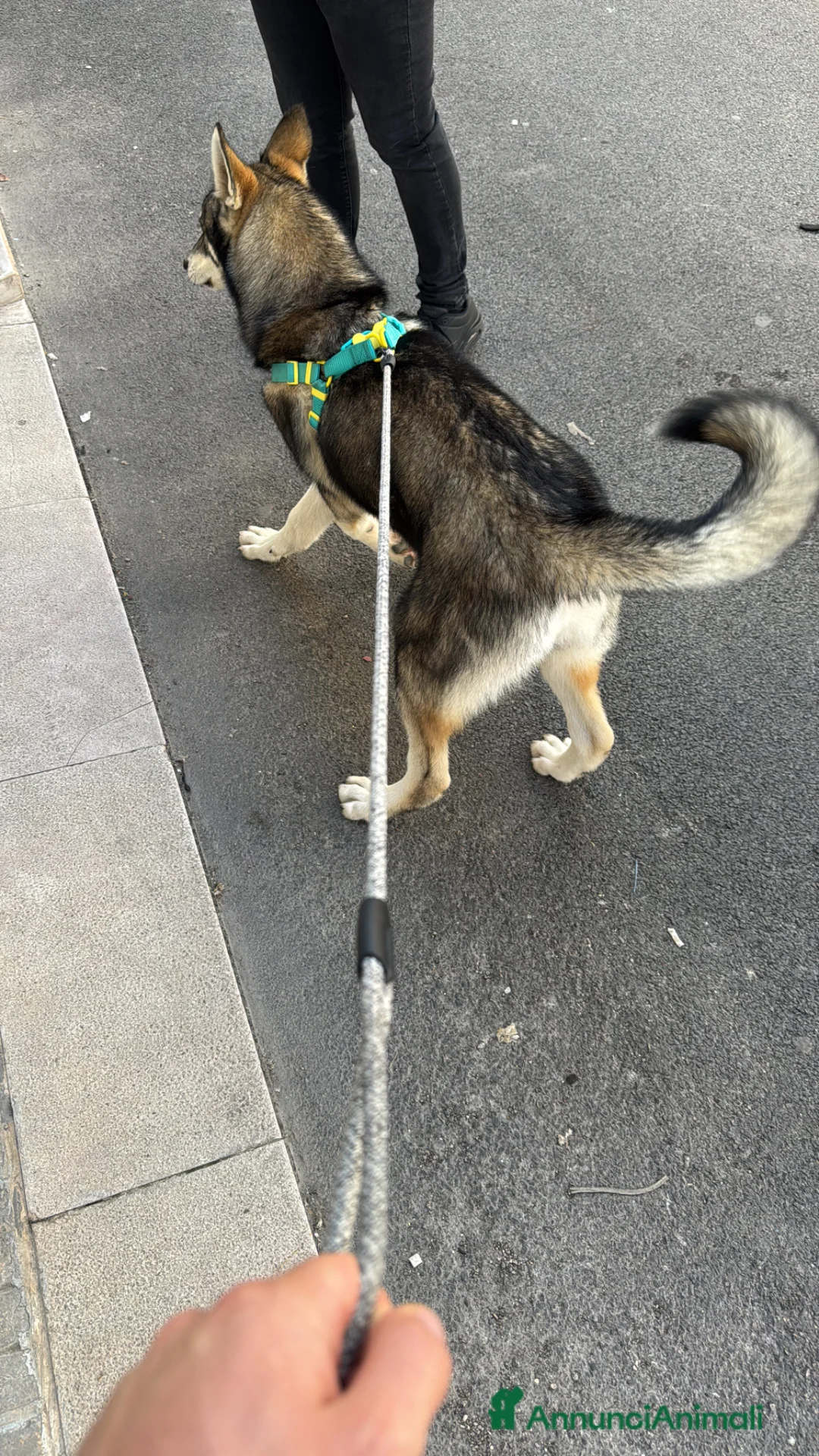 Husky cani in regalo: Husky 18 mesi gratis BA Altamura  - Annuncio 1