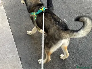 Husky cani Husky 18 mesi gratis BA Altamura - Annuncio 2