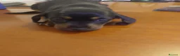 Bassotto cani in vendita: Cuccioli Bassotti bellissimi - Annuncio 3