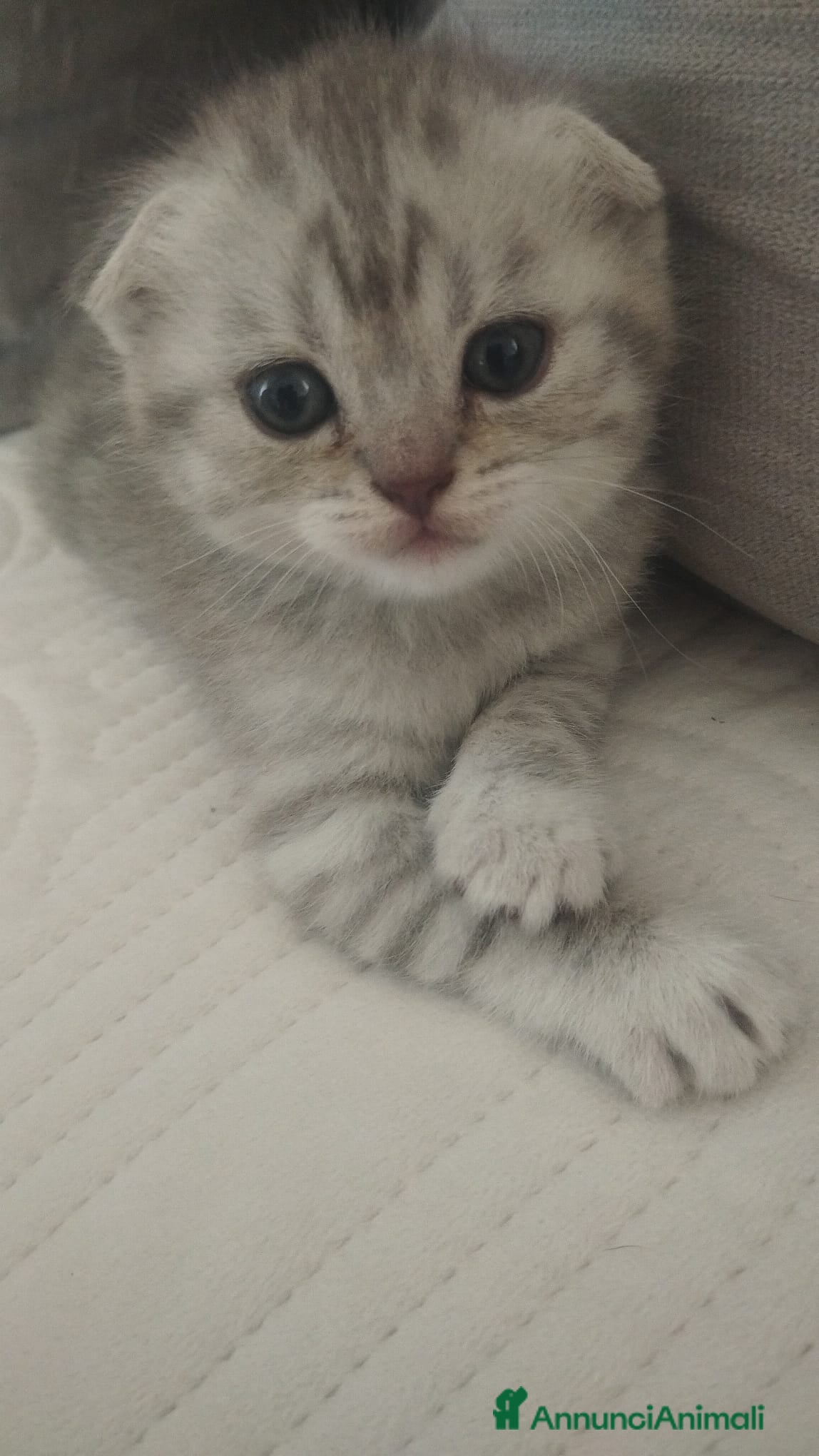 Scottish gatti Cuccioli scottish fold e straight  - Annuncio 4